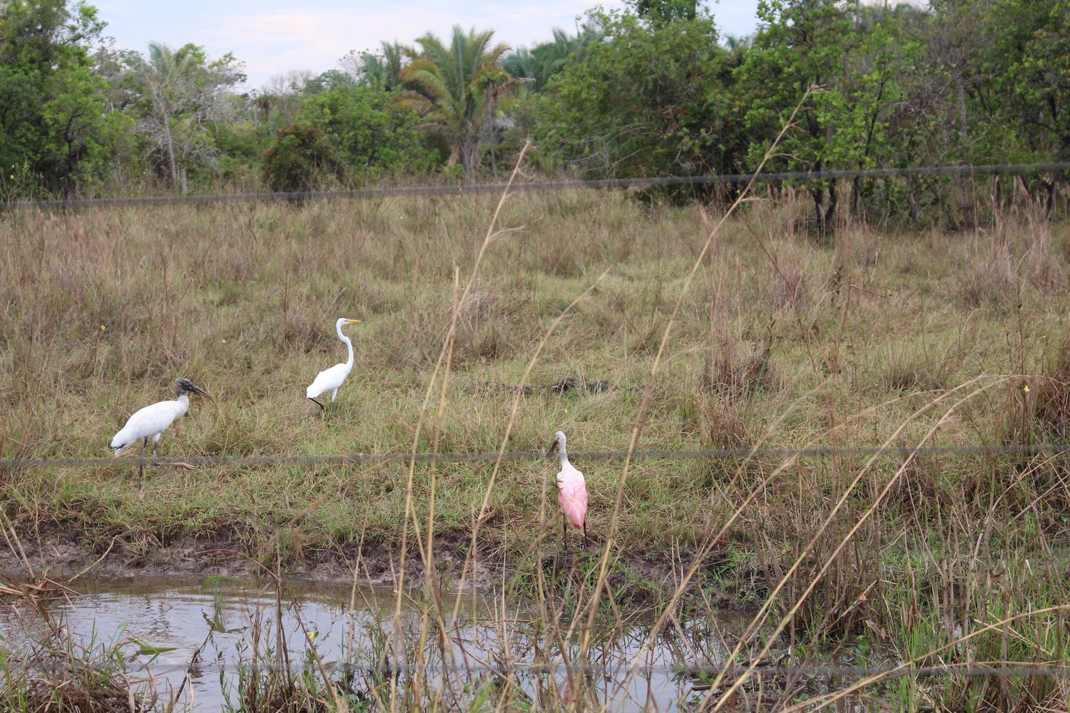 Dois cabeças-secas, uma garça-branca e um colhereiro rosado no campo alagado a caminho da Bocaina
