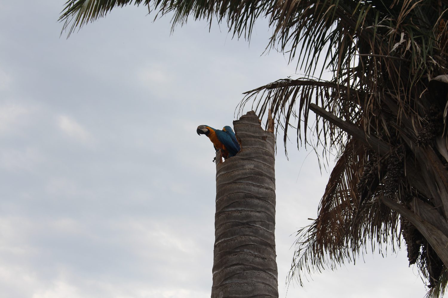 Arara-canindé azul e amarela no alto de um tronco de palmeira oco, no terreno do centro social