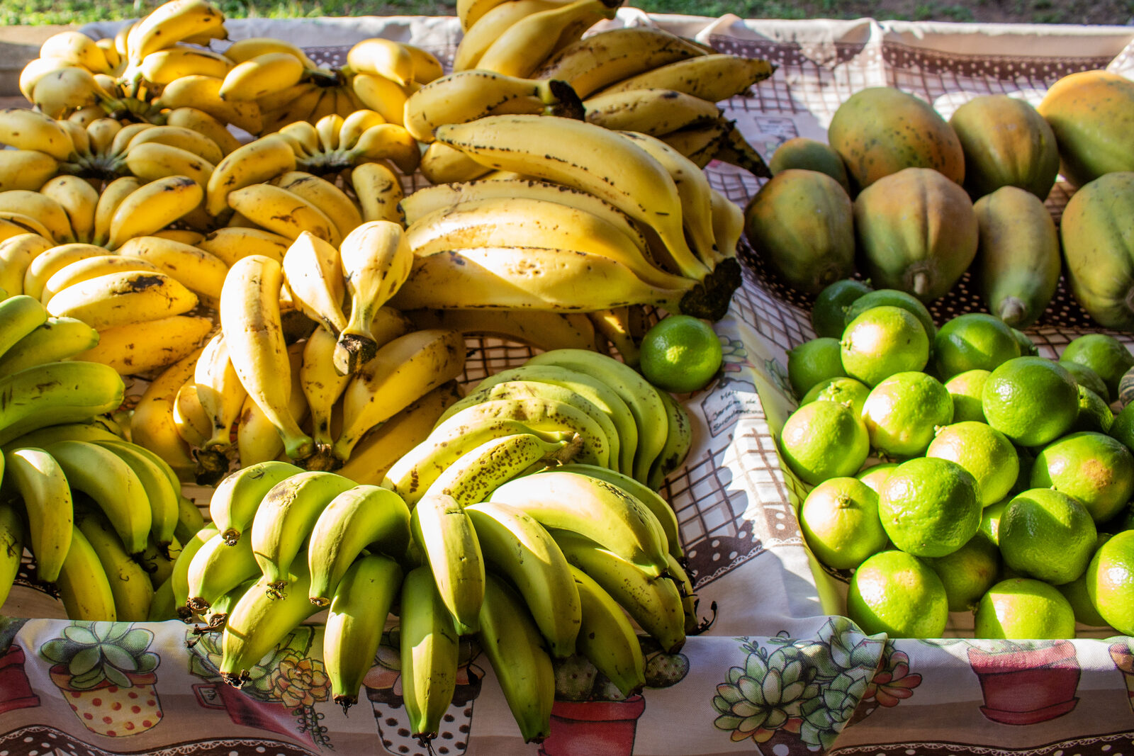 Cachos de banana, limões e mamões organizados na banca da agricultura familiar