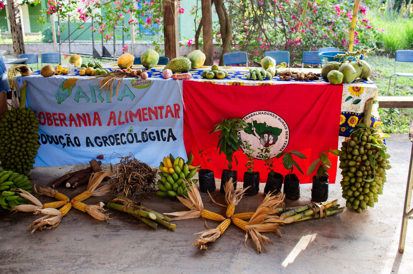 Milho, cana, bananas e frutas expostos na banca da agricultura familiar
