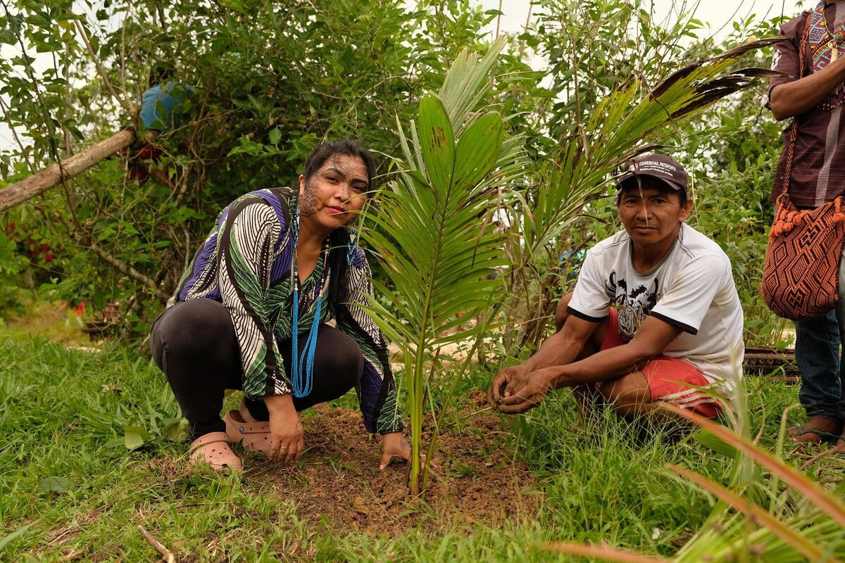 Plantio de muda de palmeira em comunidade indígena